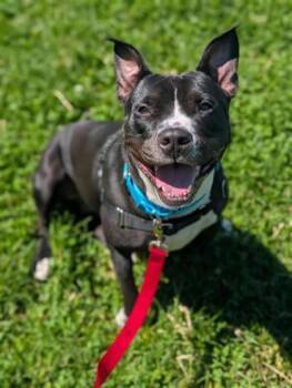 Dorothy -  Mixed Breed Dog for Adoption in Montreal, Quebec - Dorothy | PetCurious