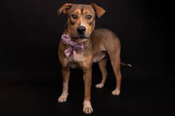 Shepherd and American Staffordshire Terrier Dogs Available for Adoption - Sweet Girl | PetCurious