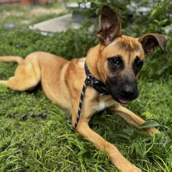 Belgian Shepherd Malinois and Black Mouth Cur Dogs Available for Adoption in Georgetown, Texas - Ruger | PetCurious