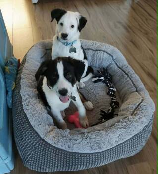 Pinecone -  Australian Cattle Dog Blue Heeler and Australian Shepherd Dog for Adoption in Rathdrum, Idaho - Pinecone | PetCurious