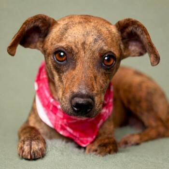 Chihuahua Dogs Available for Adoption - Brandy: The Brindle Beauty | PetCurious