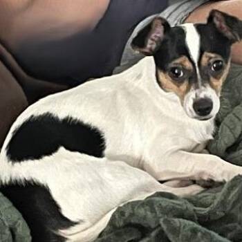 Gizmo -  Mixed Breed Dog for Adoption in Gainesville, Florida - Gizmo | PetCurious