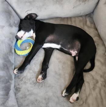 Alfalfa -  Pit Bull Terrier Dog for Adoption in Denver, Colorado - Alfalfa | PetCurious