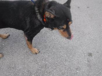LILA -  German Shepherd Dog and Mixed Breed Dog for Adoption in Doral, Florida - LILA | PetCurious