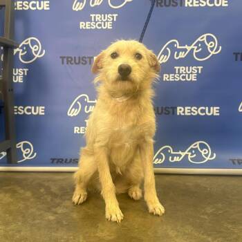 Schnauzer Dogs Available for Adoption in Waterford, New Jersey - PILAR | PetCurious