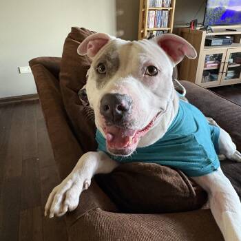 Pit Bull Terrier Dogs Available for Adoption in Peotone, Illinois - Gus | PetCurious