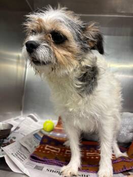 Jazzie -  Shih Tzu Dog for Adoption in Findlay, Ohio - Jazzie | PetCurious