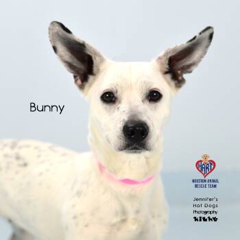 Rescue Chihuahua and Dalmatian Dogs for Adoption in Houston, Texas - Bunny | PetCurious