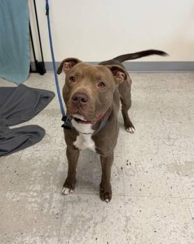 Pit Bull Terrier Dogs Available for Adoption in Salt Lake City, Utah - Hendrix | PetCurious