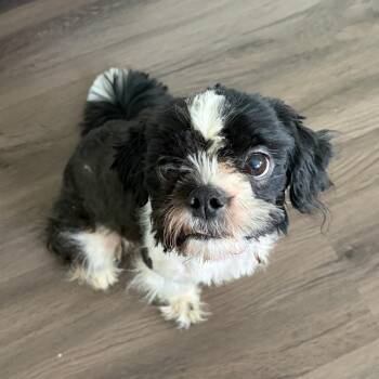 Benny -  Shih Tzu and Lhasa Apso Dog for Adoption in Overland Park, Kansas - Benny | PetCurious