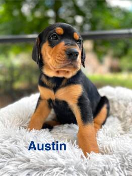 AUSTIN -  Doberman Pinscher and Catahoula Leopard Dog Dog for Adoption in Madisonville, Louisiana - AUSTIN | PetCurious