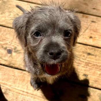 Chickadee -  Schnoodle and Pit Bull Terrier Dog for Adoption in Grand Rapids, Michigan - Chickadee | PetCurious