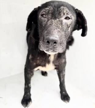 Labrador Retriever and Mixed Breed Dogs Available for Adoption in Houston, Texas - A656788 | PetCurious