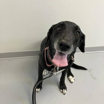 Lucy -  Black Labrador Retriever and Collie Dog for Adoption in Torrey, Utah - Lucy | PetCurious