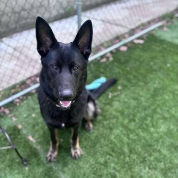 Mixed Breed Dogs Available for Adoption in Davenport, Iowa - Marker Thief | PetCurious