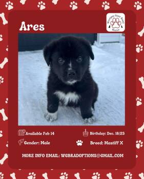 Mastiff Dogs Available for Adoption - Ares | PetCurious
