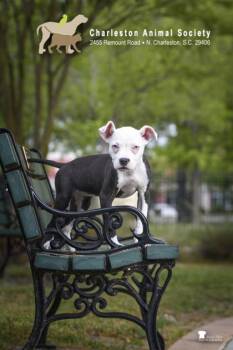 American Staffordshire Terrier and Mixed Breed Dogs Available for Adoption in North Charleston, South Carolina - 91786a Candy Cane | PetCurious