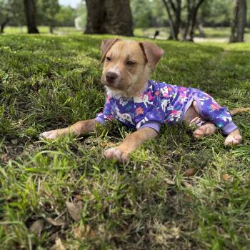 Labrador Retriever and American Staffordshire Terrier Dogs Available for Adoption in Martinez, California - Otis (Butter) | PetCurious