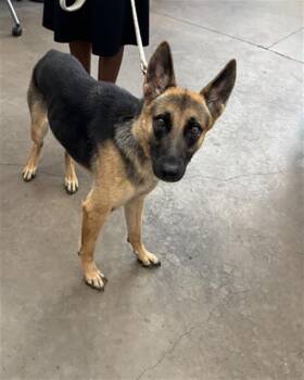 NORY -  Mixed Breed Dog for Adoption in Dallas, Texas - NORY | PetCurious