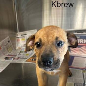 KBrew -  Mixed Breed Dog for Adoption in Knoxville, Tennessee - KBrew | PetCurious