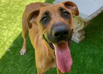 SAVE ME PLEASE Carrie - IDA552248 -  Shepherd Dog for Adoption in San Marcos, California - SAVE ME PLEASE Carrie - IDA552248 | PetCurious