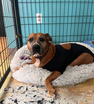 Olenna -  American Staffordshire Terrier Dog for Adoption in Austintown, Ohio - Olenna | PetCurious