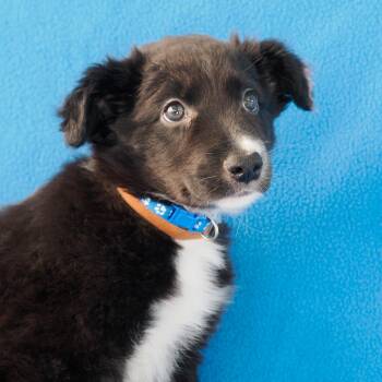 BOBBY MCGEE -  Border Collie Dog for Adoption in Richmond, California - BOBBY MCGEE | PetCurious