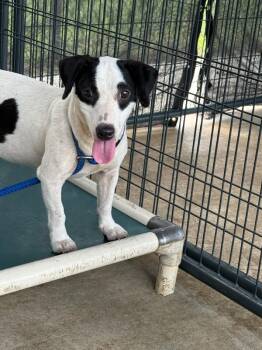 Takis -  Jack Russell Terrier and Mixed Breed Dog for Adoption in Aiken, South Carolina - Takis | PetCurious