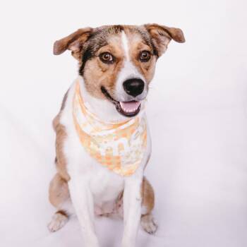 Collie and Beagle Dogs Available for Adoption - Pancake *Arriving 5/16* D11123 | PetCurious