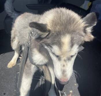 Rescue Mixed Breed Dogs for Adoption in Dallas, Texas - SIRIUS | PetCurious