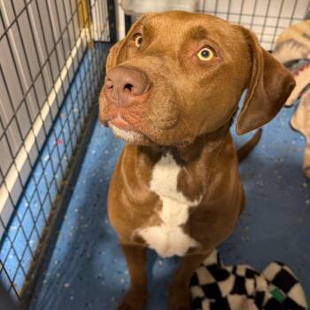 Eagle -  Labrador Retriever and Pit Bull Terrier Dog for Adoption in Duck River, Tennessee - Eagle | PetCurious