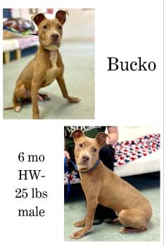 Rescue Mixed Breed Dogs for Adoption in Albany, Georgia - Bucko | PetCurious