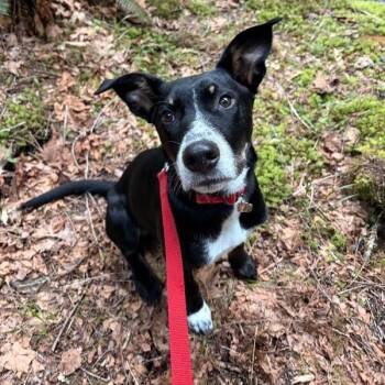 Labrador Retriever and Pit Bull Terrier Dogs Available for Adoption in Friendswood, Texas - Hank Hankerin For Adventure | PetCurious