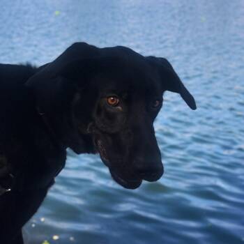 Black Labrador Retriever and Mixed Breed Dogs Available for Adoption in Salt Lake City, Utah - Otis | PetCurious