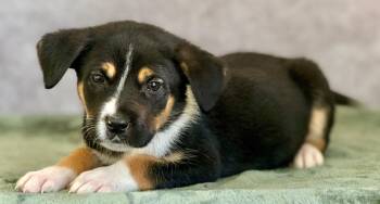 Great Pyrenees and Mixed Breed Dogs Available for Adoption in Warren, Michigan - Cache | PetCurious