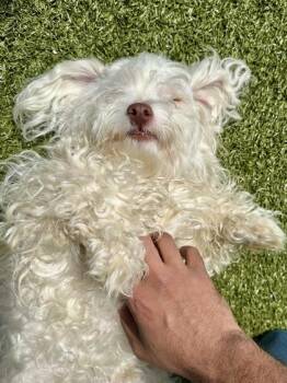 Mixed Breed Dogs Available for Adoption - Snow Melon | PetCurious