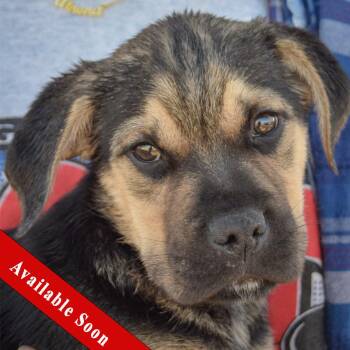 Rescue Pug and English Bulldog Dogs for Adoption in Huntley, Illinois - Lennart | PetCurious