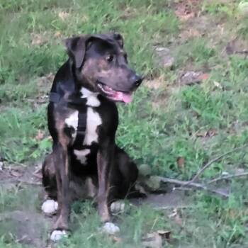 Rescue Basset Hound Dogs for Adoption in Trinity, North Carolina - Pepper | PetCurious