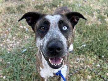 Lonnie -  Mixed Breed Dog for Adoption in Georgetown, Texas - Lonnie | PetCurious