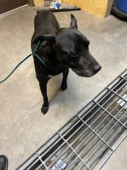 Rescue Pit Bull Terrier and Mixed Breed Dogs for Adoption in Stockton, California - REVI | PetCurious