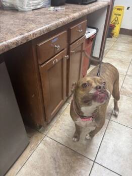 Rescue Mixed Breed Dogs for Adoption in Cincinnati, Ohio - Miya | PetCurious