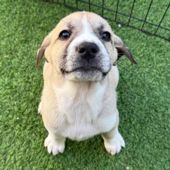 Great Pyrenees Dogs Available for Adoption in Loxahatchee Groves, Florida - Joyce 4506 | PetCurious