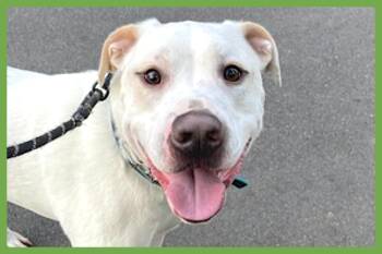 Labrador Retriever and Pit Bull Terrier Dogs Available for Adoption in Amherst, Massachusetts - Bucky | PetCurious