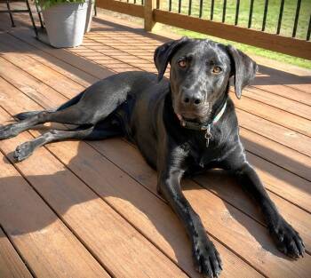 Jett -  Black Labrador Retriever Dog for Adoption in Austin, Texas - Jett | PetCurious