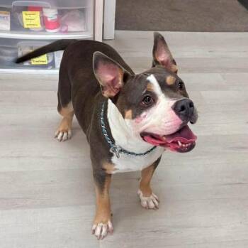 Karma -  Pit Bull Terrier Dog for Adoption in Alden, New York - Karma | PetCurious