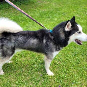 Jack -  Siberian Husky Dog for Adoption in Carol Stream, Illinois - Jack | PetCurious