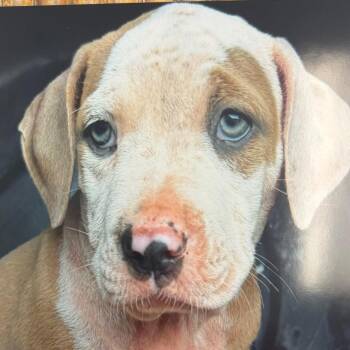 Jam -  Pit Bull Terrier and Mixed Breed Dog for Adoption in Nashville, Tennessee - Jam | PetCurious