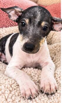 JESSE -  Rat Terrier Dog for Adoption in Margate, Florida - JESSE | PetCurious