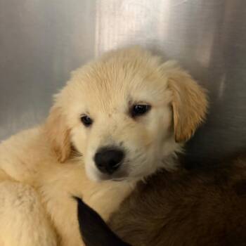 Mixed Breed Dogs Available for Adoption in Ardmore, Oklahoma - Sawyer | PetCurious
