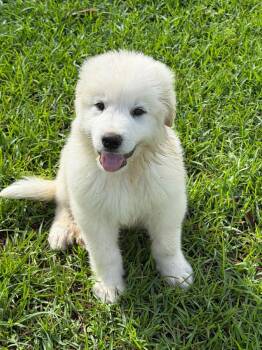 Great Pyrenees Dogs Available for Adoption in Hillsdale, New York - Bear | PetCurious